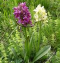 Dactylorhiza sambucina